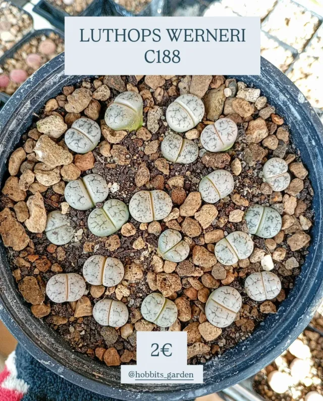 Lithops Werneri C188 - Suculentas PREMIUM 