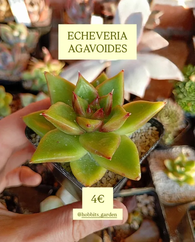 Echeveria Agavoides - Suculentas