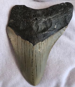 Fósil Megalodón 20 Millones Años + Regalo