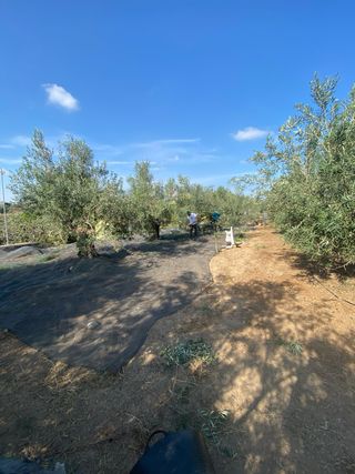 recogida de aceitunas