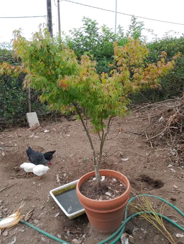 Arce japonés en maceta