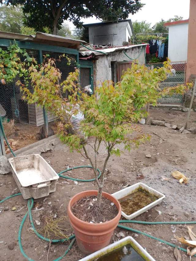 Arce japonés en maceta