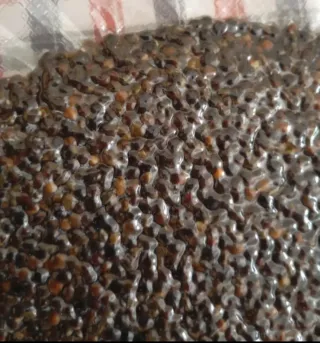 Cañamón para pesca