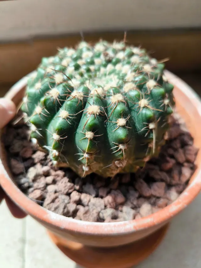 Notocactus uebelmanianus