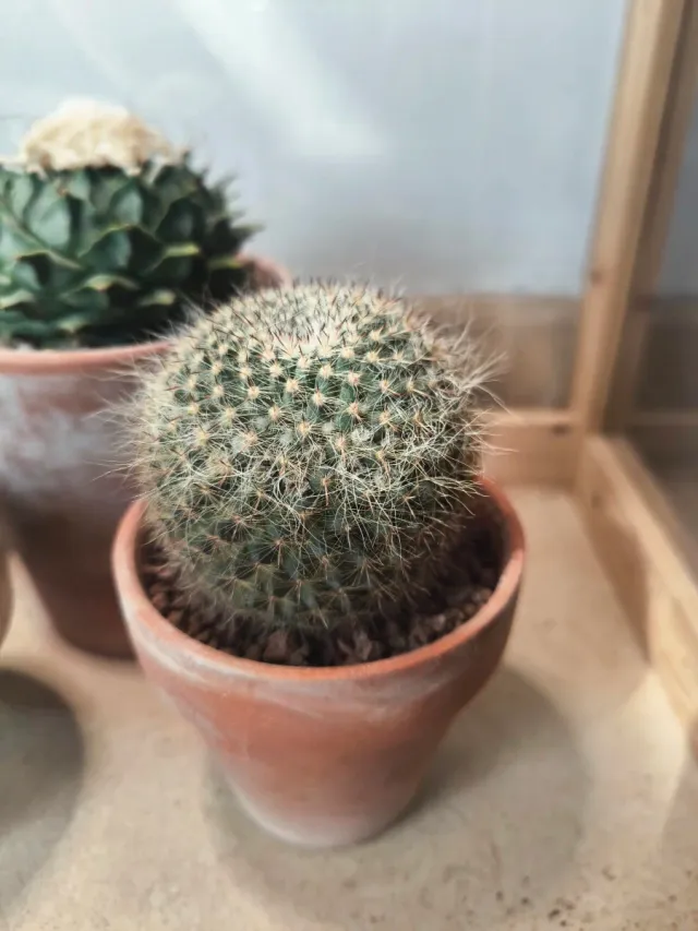 Cactus Mammillaria hahniana