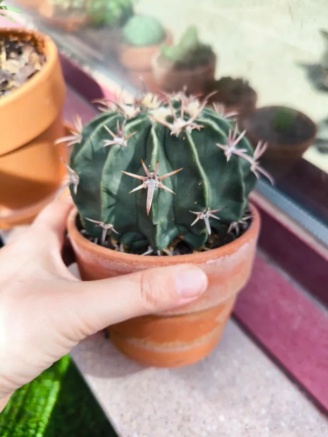 Echinocactus texensis