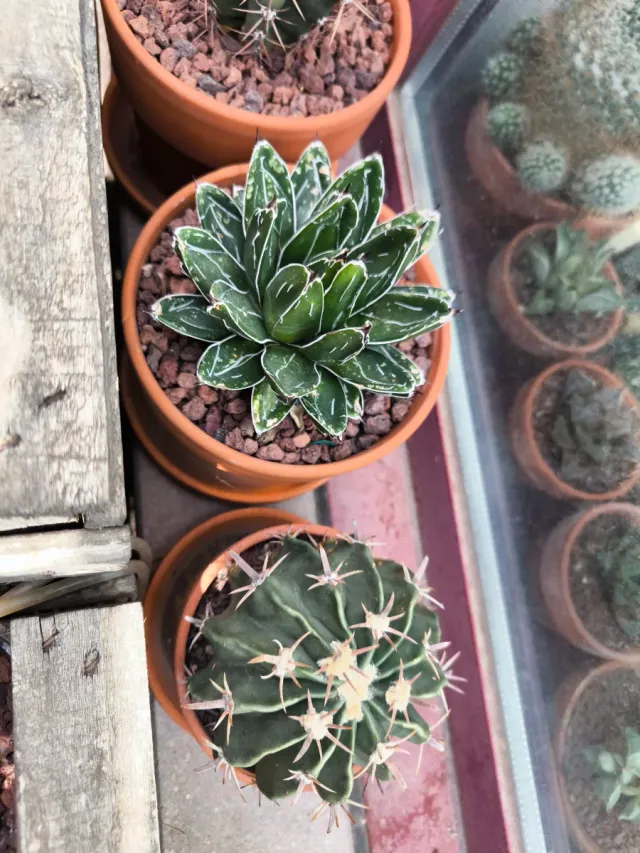 Agave Victoriae Reginae