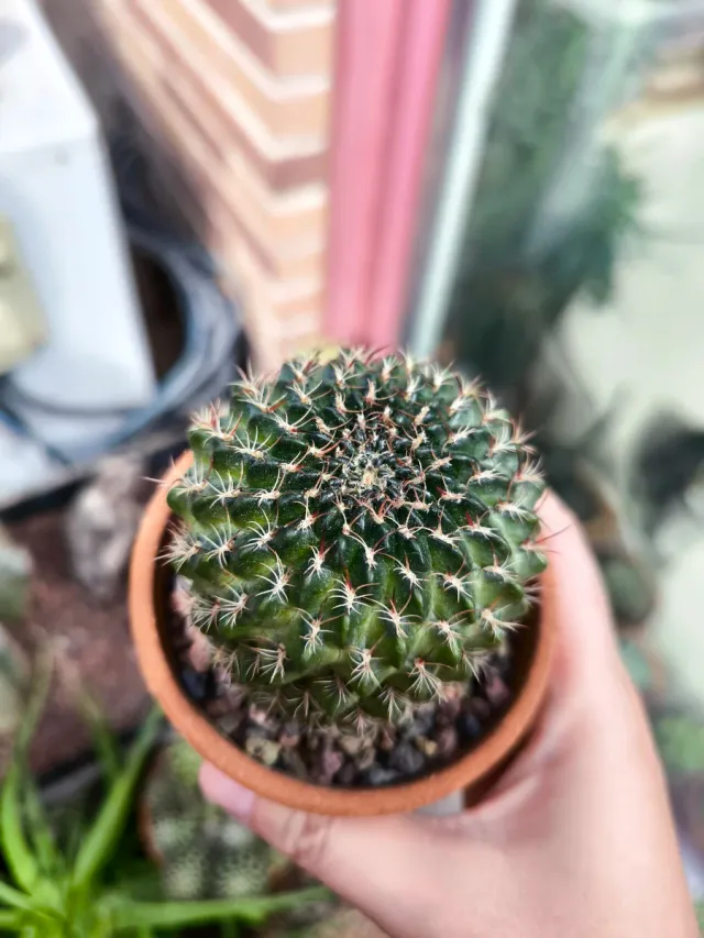 Cactus Lobivia spp.