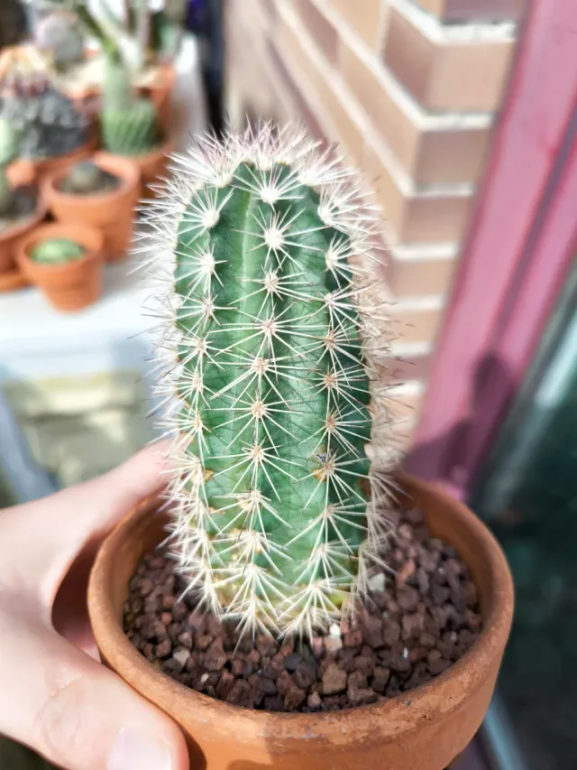 Echinocereus reichenbachii