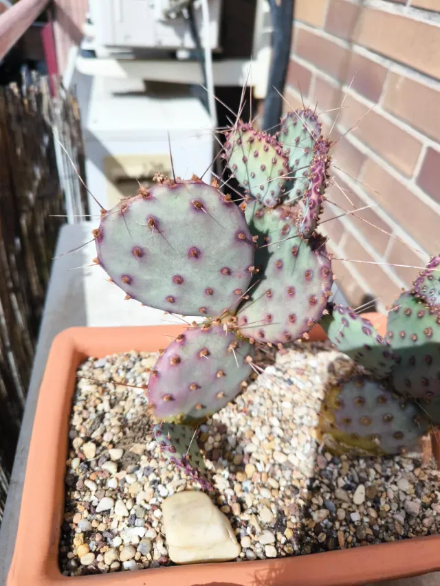 Opuntia Santa Rita