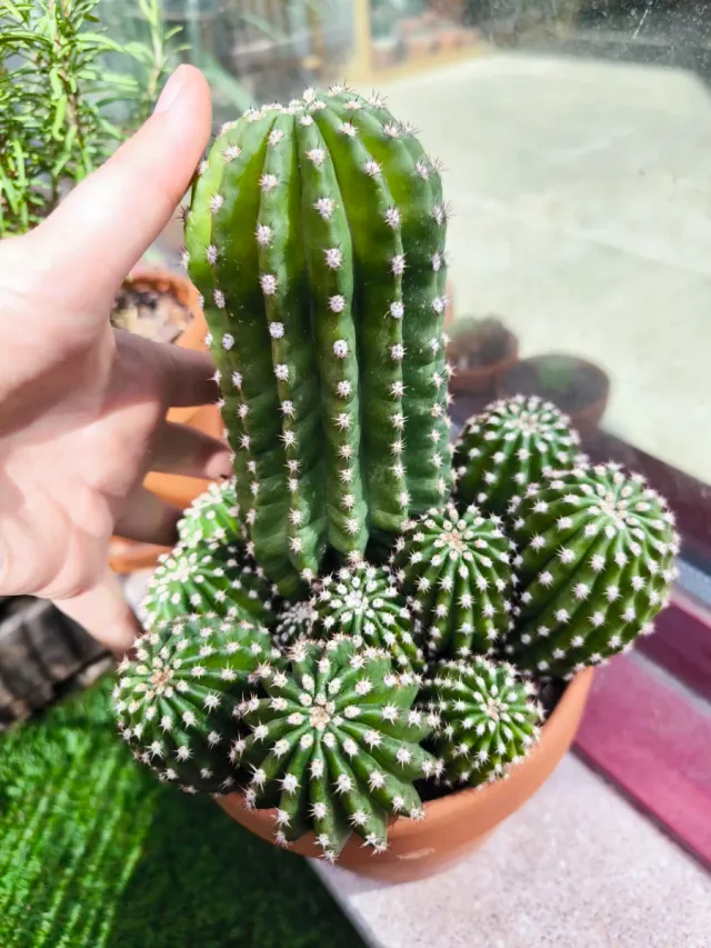Trichocereus Híbrido Flor Blanca