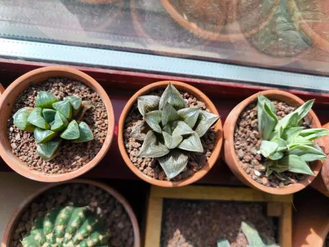 Haworthias de colección