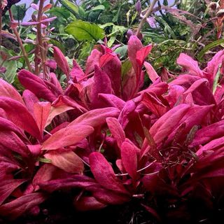 Lote 18 plantas de acuario COLORIDO Y ROJAS