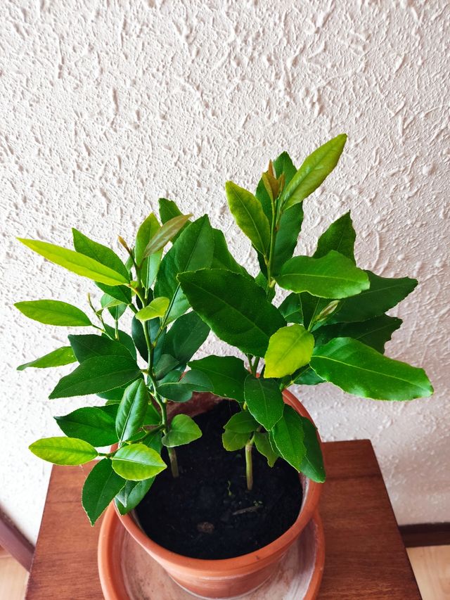 Limoneros Eureka (2 unidades)