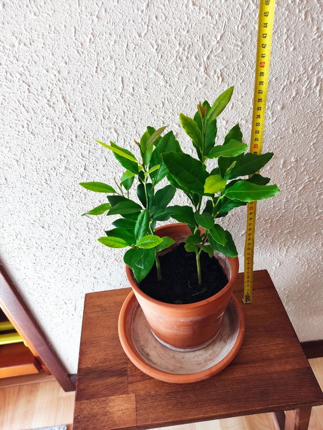 Limoneros Eureka (2 unidades)