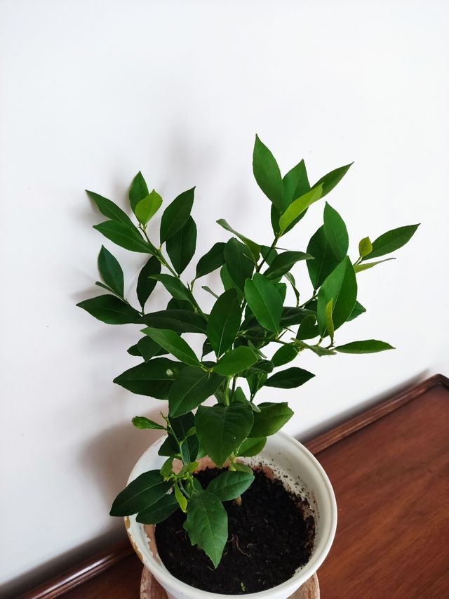 Limoneros Eureka (2 unidades)