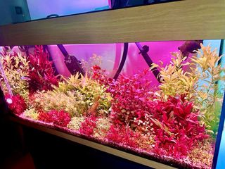 Lote de 12 plantas de acuario VARIADO
