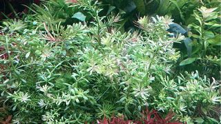 Lote de 12 plantas de acuario VARIADO
