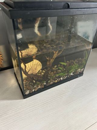 Acuario 15L Negro Transparente