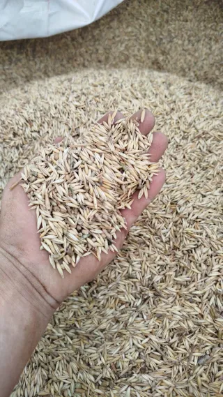 Grano de avena para animales O campo