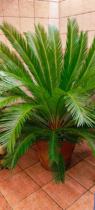 #OFERTA#PALMERA CICA GRANDE.