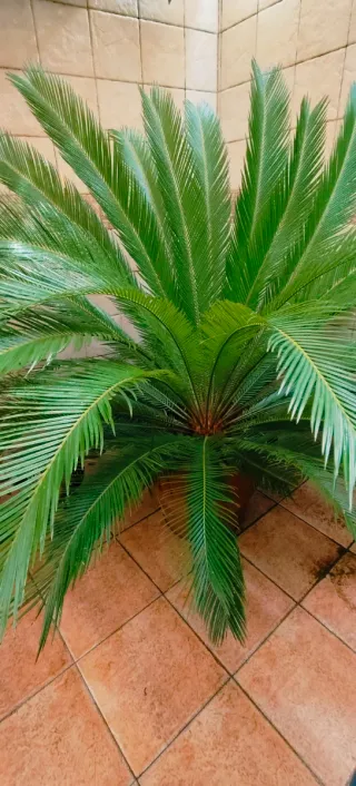 #OFERTA#PALMERA CICA GRANDE.