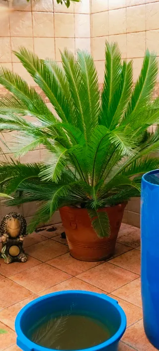 #OFERTA#PALMERA CICA GRANDE.