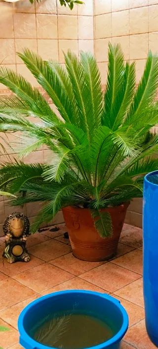 #OFERTA#PALMERA CICA GRANDE.