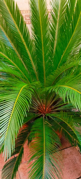 #OFERTA#PALMERA CICA GRANDE.