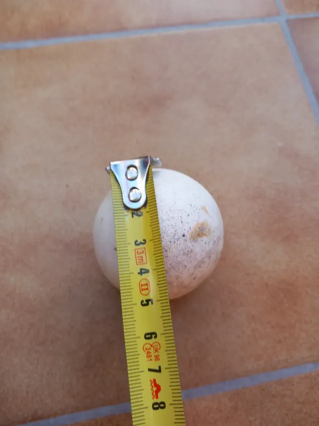 Meteorito auténtico