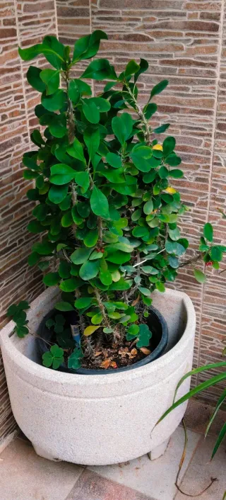 #OFERTA#PLANTA ESPINA DE CRISTO.