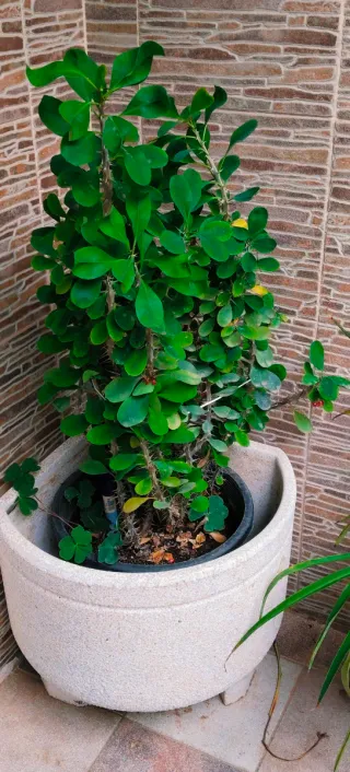 #OFERTA#PLANTA ESPINA DE CRISTO.