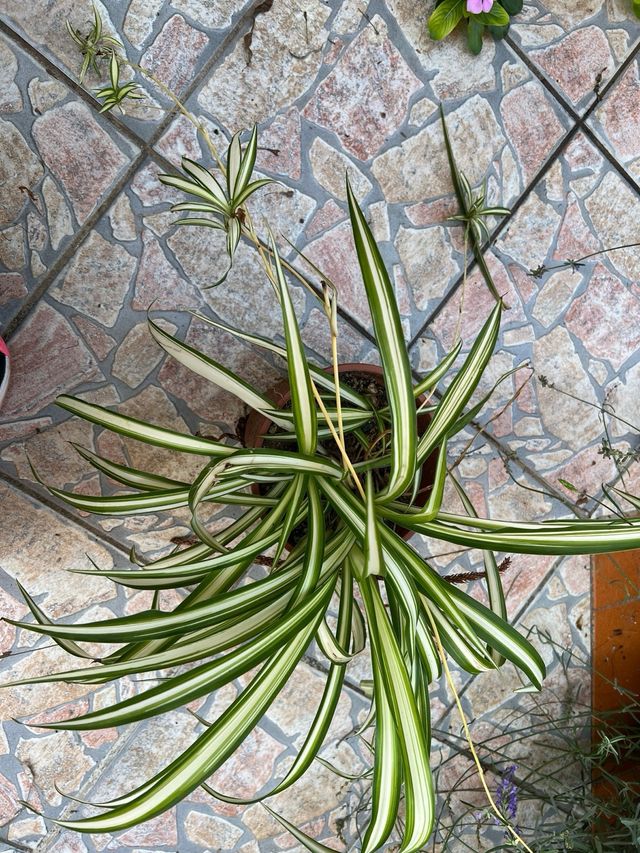 Pianta Nastrino o falangio