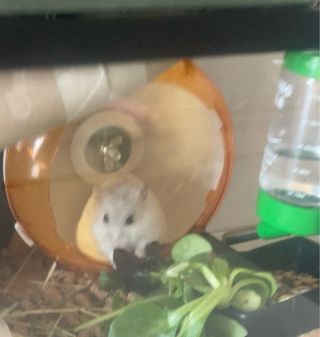 Casa para hámster con accesorios