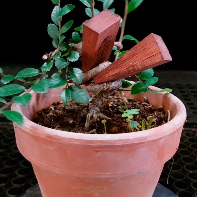 Olmo Prebonsai 689278 anunciado en Youtube