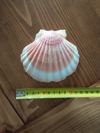 Conchiglie per uso alimentare