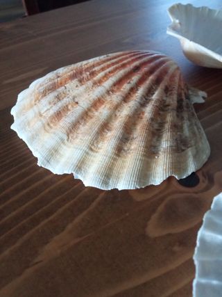 Conchiglie per uso alimentare