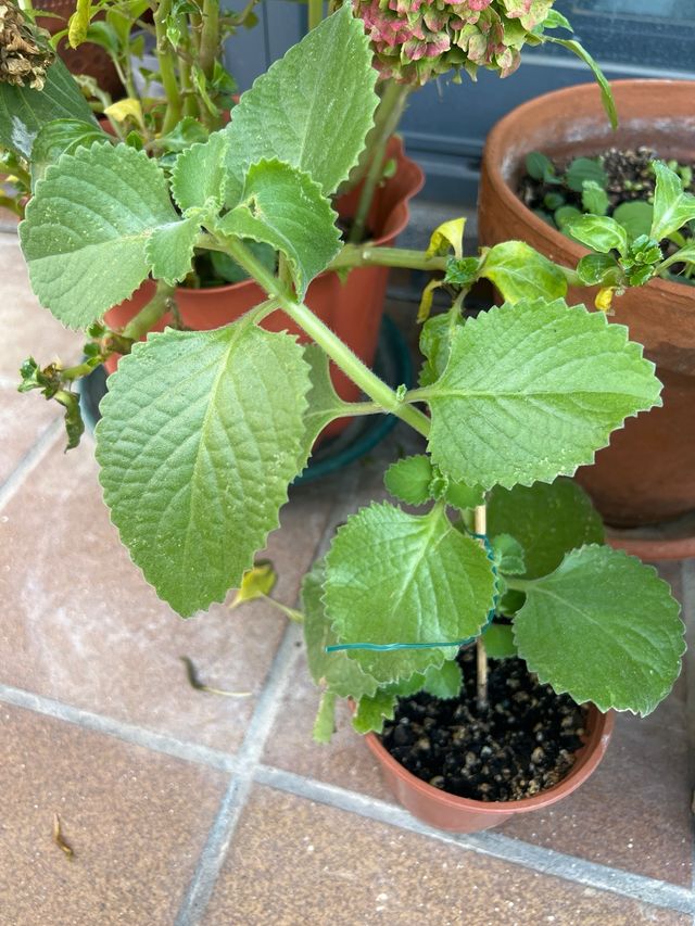 Plantulas de Orégano Cubano