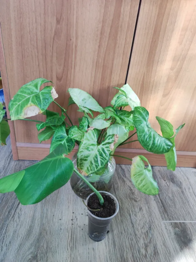 Syngonium e Monstera 