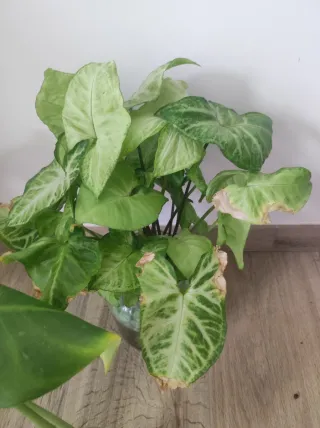 Syngonium e Monstera