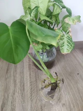 Syngonium e Monstera