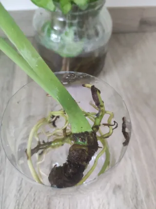 Syngonium e Monstera