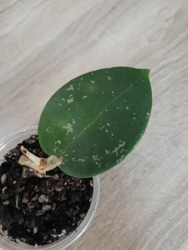 Hoya Parasitica Splash