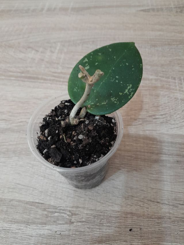 Hoya Parasitica Splash