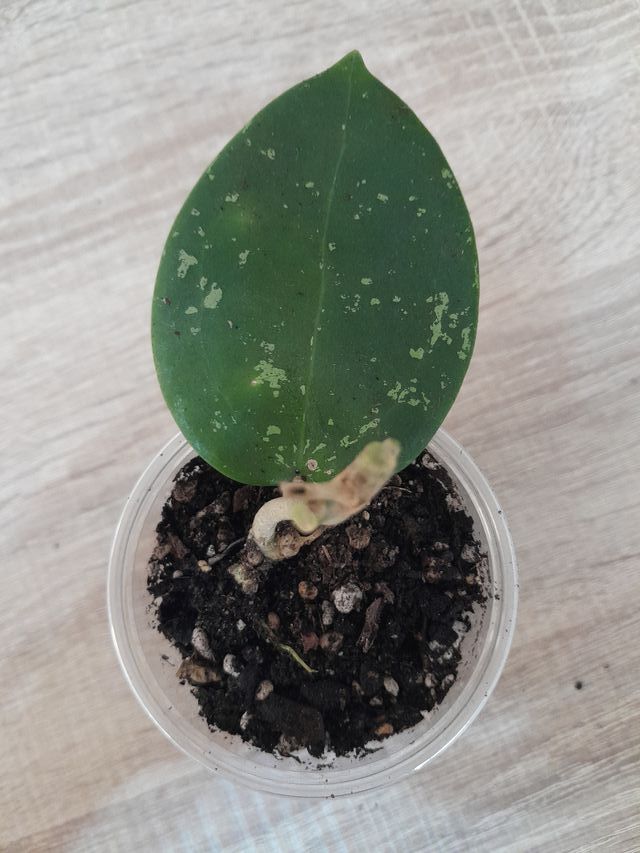 Hoya Parasitica Splash