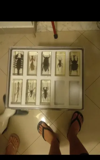 Collezione Insetti RBA in resina