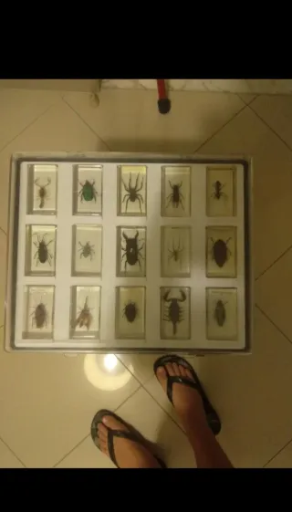 Collezione Insetti RBA in resina