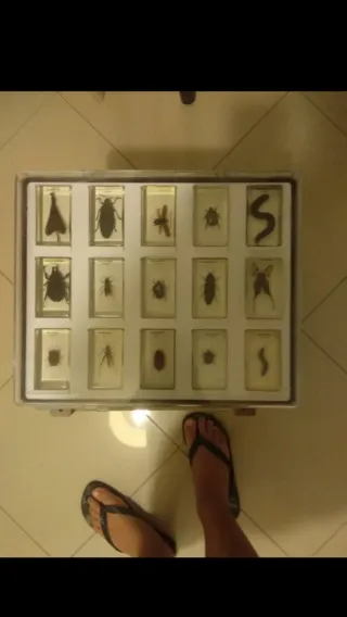 Collezione Insetti RBA in resina