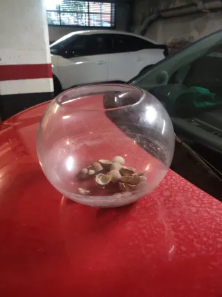 Pecera redonda con conchas