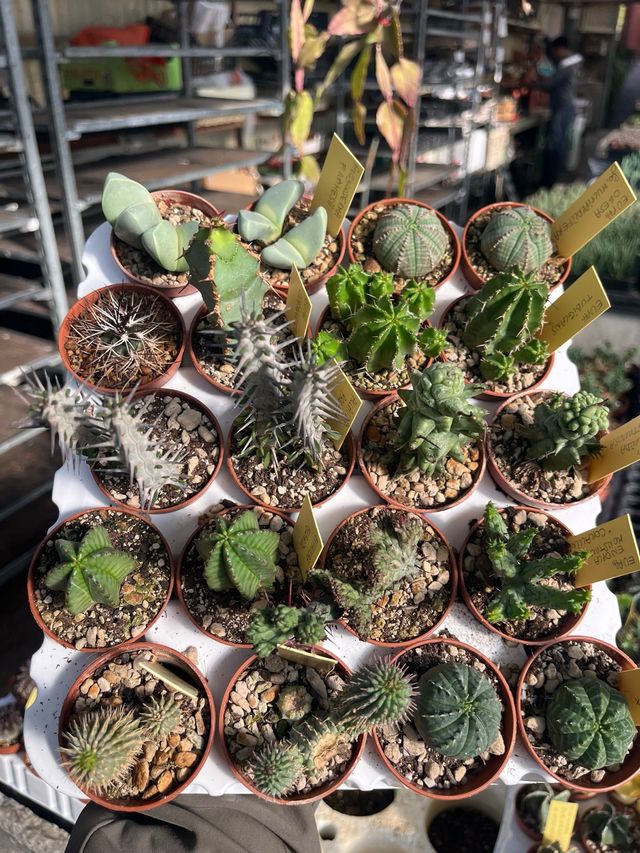 Piante grasse miste da seme